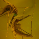 Imagen para el artículo titulado Una nueva investigación descubre cómo los mosquitos nos encuentran para picarnos